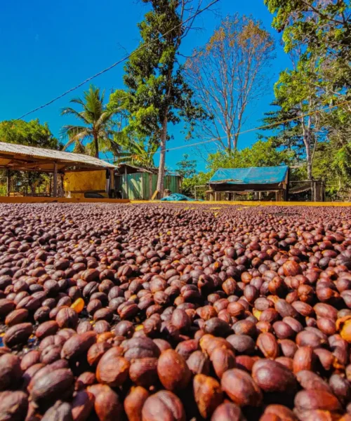 Café sustentável de Rondônia ganha destaque nacional e consolida modelo produtivo aliado à floresta