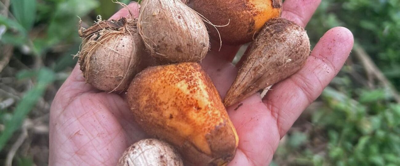 Governo do Acre prepara retomada de subsídios para fortalecer produção de borracha e murumuru