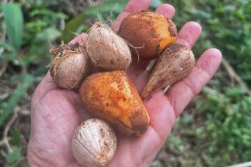 Governo do Acre prepara retomada de subsídios para fortalecer produção de borracha e murumuru