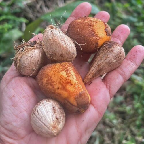 Governo do Acre prepara retomada de subsídios para fortalecer produção de borracha e murumuru