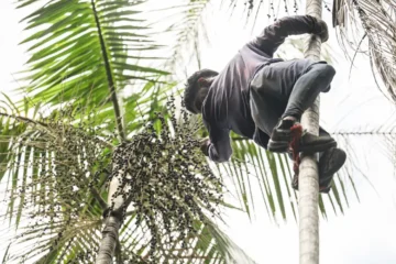 Governo federal destina R$ 132 milhões para regularização fundiária e combate ao desmatamento na Amazônia