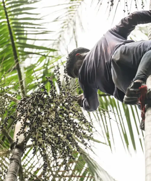 Governo federal destina R$ 132 milhões para regularização fundiária e combate ao desmatamento na Amazônia