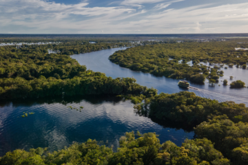 Recursos de concessões florestais avançam na Amazônia e financiam conservação e gestão ambiental local
