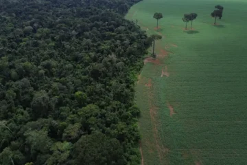 Brasil reduz perdas florestais em 42% em 2025, mas ainda lidera impacto global