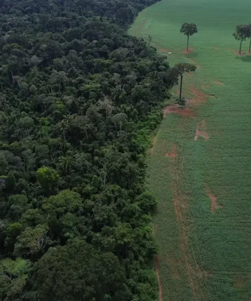 Brasil reduz perdas florestais em 42% em 2025, mas ainda lidera impacto global