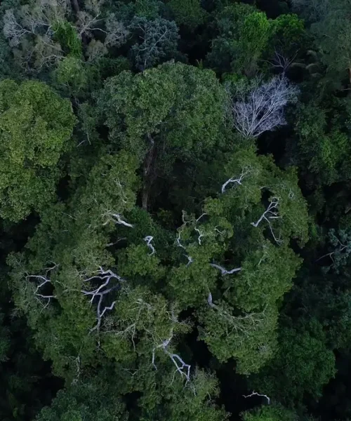 Política de cooperação com municípios reduz incêndios na Amazônia