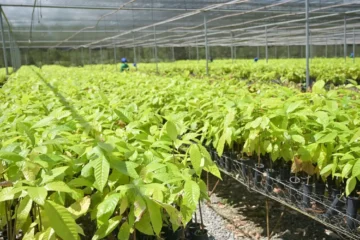 Bioeconomia avança sobre áreas degradadas e reposiciona modelo produtivo na Amazônia