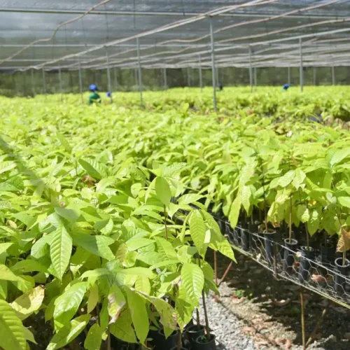 Bioeconomia avança sobre áreas degradadas e reposiciona modelo produtivo na Amazônia