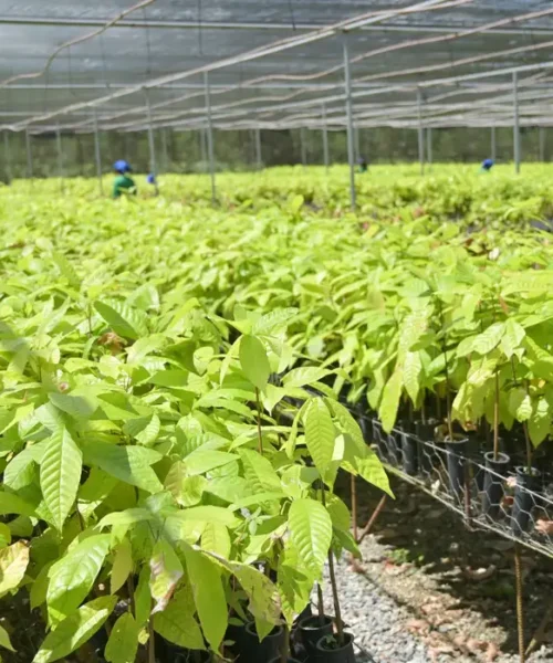 Bioeconomia avança sobre áreas degradadas e reposiciona modelo produtivo na Amazônia