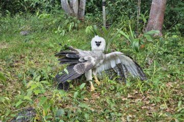 Áreas sem proteção legal usadas como refúgio de aves ameaçadas avançam sob desmatamento na Amazônia