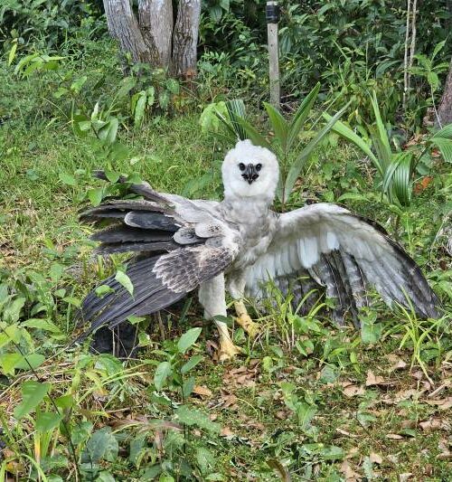 Áreas sem proteção legal usadas como refúgio de aves ameaçadas avançam sob desmatamento na Amazônia