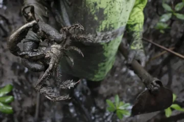 Pesquisadores identificam mercúrio e chumbo em caranguejos no litoral do Paraná