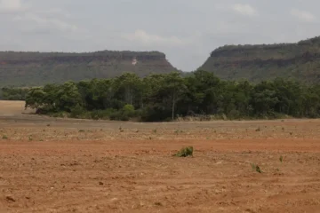 Fragmentação da vegetação nativa cresce 163% no Brasil e amplia risco para biodiversidade