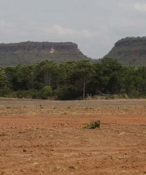 Fragmentação da vegetação nativa cresce 163% no Brasil e amplia risco para biodiversidade