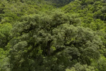 Desmatamento da Mata Atlântica cai 28% em 2025 e atinge menor nível da série histórica