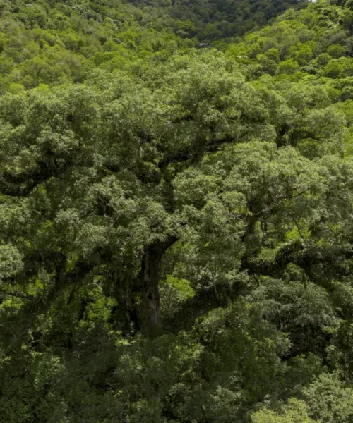 Desmatamento da Mata Atlântica cai 28% em 2025 e atinge menor nível da série histórica