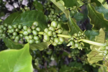 Produção de café na entressafra abre novos mercados e reposiciona Roraima no cenário agrícola