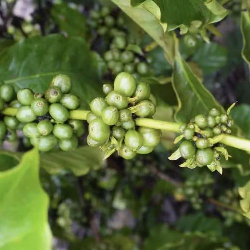 Produção de café na entressafra abre novos mercados e reposiciona Roraima no cenário agrícola