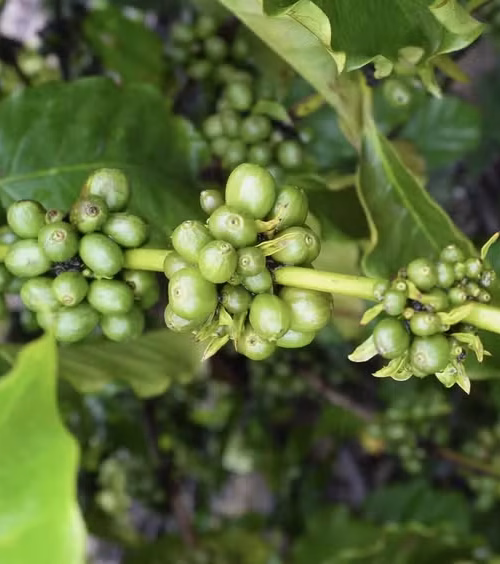 Produção de café na entressafra abre novos mercados e reposiciona Roraima no cenário agrícola