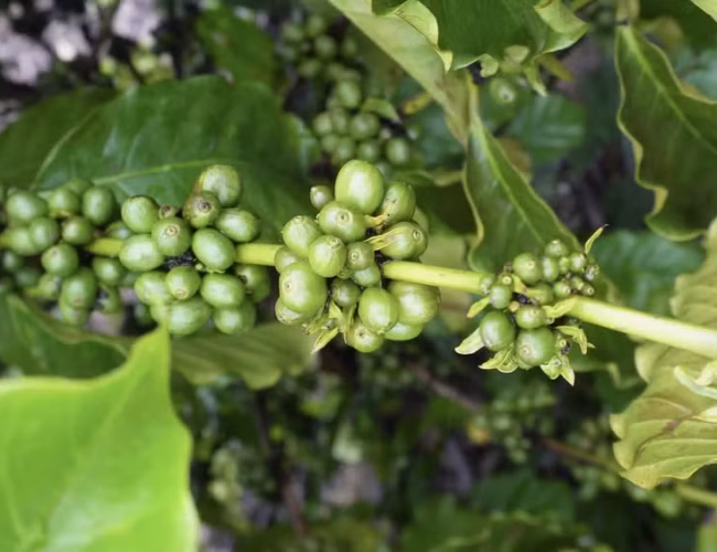 Produção de café na entressafra abre novos mercados e reposiciona Roraima no cenário agrícola