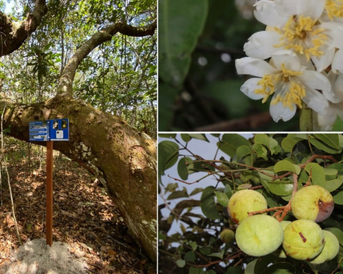 Pesquisa do INPA revela que árvore amazônica resiste à seca, mas é vulnerável a alagamentos prolongados