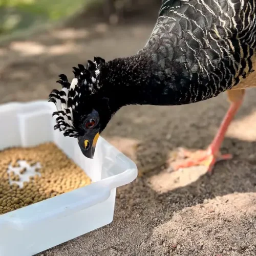 Manejo inovador garante sobrevivência de ave rara ameaçada de extinção no Mangal das Garças