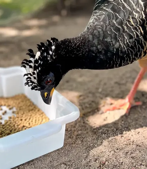 Manejo inovador garante sobrevivência de ave rara ameaçada de extinção no Mangal das Garças