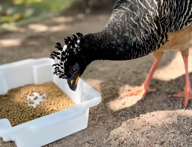 Manejo inovador garante sobrevivência de ave rara ameaçada de extinção no Mangal das Garças