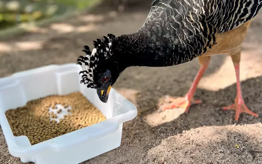 Manejo inovador garante sobrevivência de ave rara ameaçada de extinção no Mangal das Garças