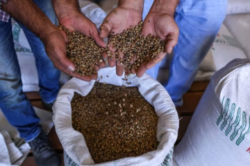 Acre estrutura primeira rota nacional do café e fortalece agricultura familiar no Vale do Juruá