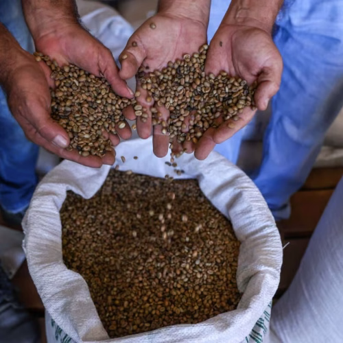 Acre estrutura primeira rota nacional do café e fortalece agricultura familiar no Vale do Juruá