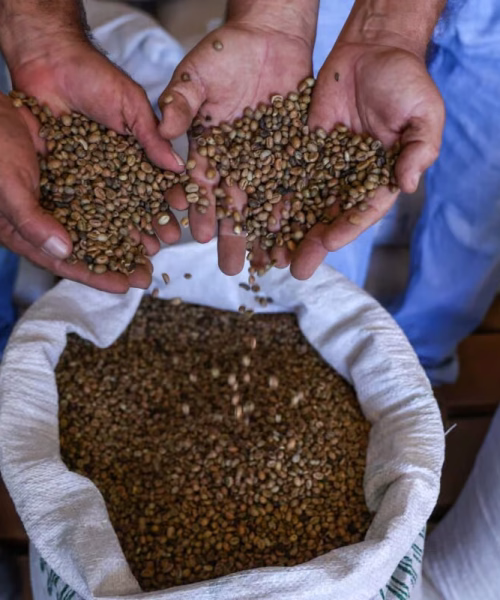 Acre estrutura primeira rota nacional do café e fortalece agricultura familiar no Vale do Juruá