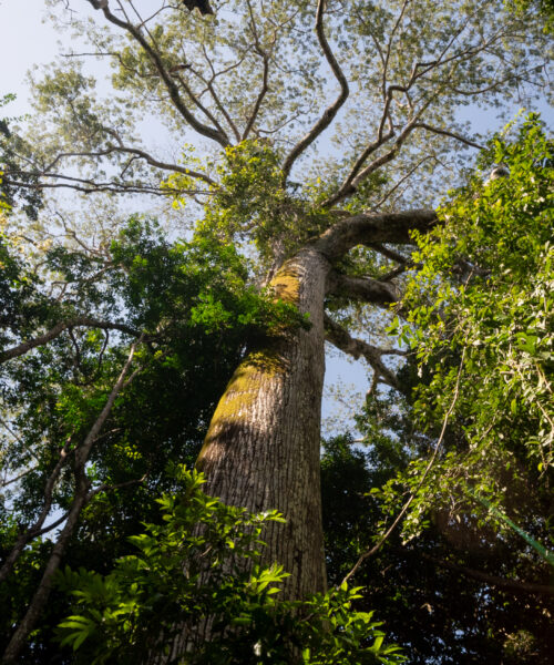 Ações de conservação ambiental e combate às mudanças climáticas ganham destaque no Dia Mundial do Meio Ambiente