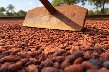 Rondônia prorroga inscrições para concurso que premia qualidade e sustentabilidade na produção de cacau
