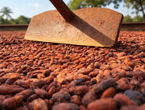 Rondônia prorroga inscrições para concurso que premia qualidade e sustentabilidade na produção de cacau