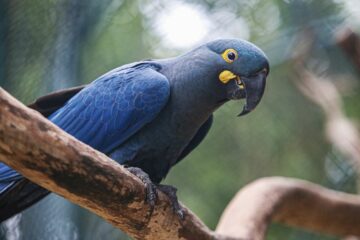 Brasil atualiza lista de fauna ameaçada com inclusão de 180 espécies e retirada de outras 150