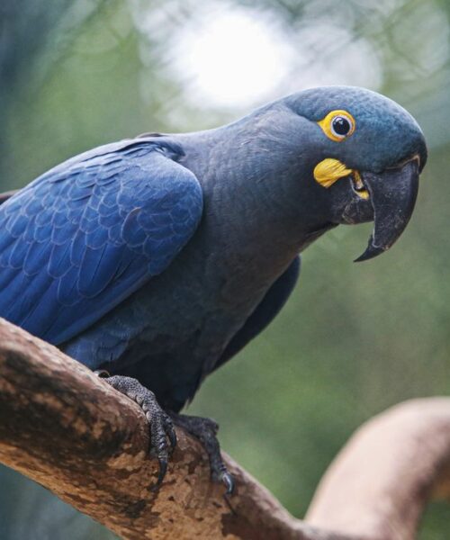 Brasil atualiza lista de fauna ameaçada com inclusão de 180 espécies e retirada de outras 150