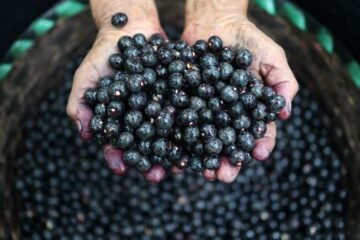 O “vazio tecnológico” da Amazônia que limita desenvolvimento da bioeconomia.