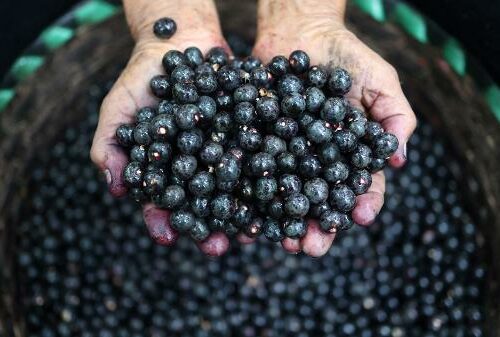 O “vazio tecnológico” da Amazônia que limita desenvolvimento da bioeconomia.