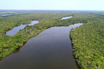 Tocantins cria programa que converte multas ambientais em ações de recuperação e conservação