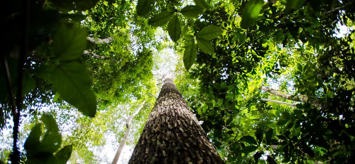 BNDES lança nova fase do ProFloresta+ e pretende mobilizar até R$ 6 bilhões para mercado de carbono