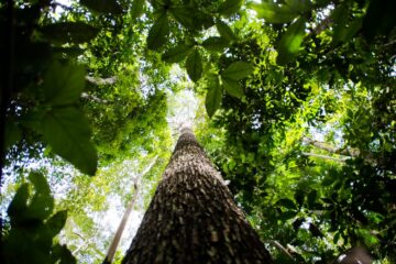 BNDES lança nova fase do ProFloresta+ e pretende mobilizar até R$ 6 bilhões para mercado de carbono