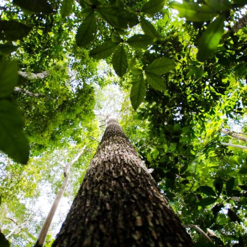 BNDES lança nova fase do ProFloresta+ e pretende mobilizar até R$ 6 bilhões para mercado de carbono