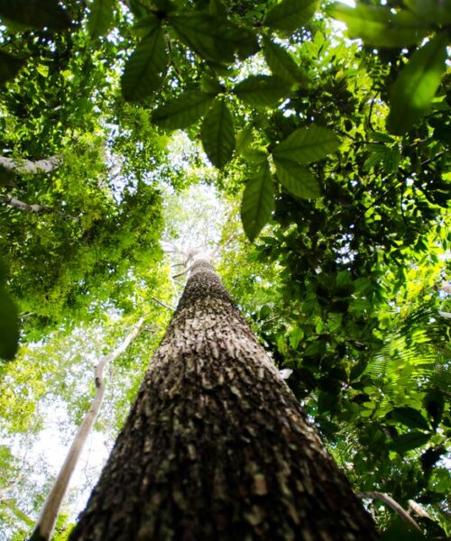 BNDES lança nova fase do ProFloresta+ e pretende mobilizar até R$ 6 bilhões para mercado de carbono