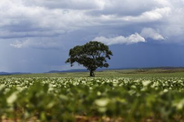 Monitor do MapBiomas aponta que R$ 92,4 bilhões em crédito rural foram destinados a imóveis com alertas ambientais