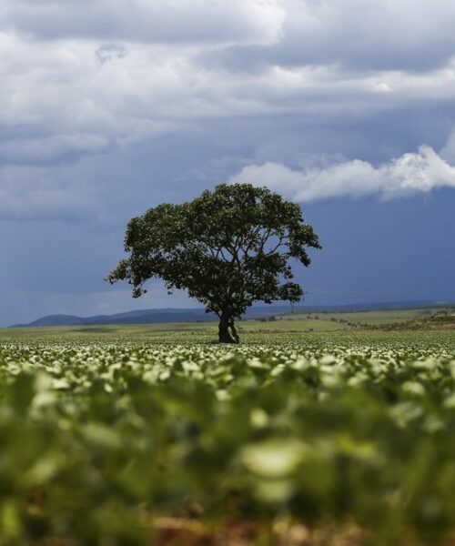 Monitor do MapBiomas aponta que R$ 92,4 bilhões em crédito rural foram destinados a imóveis com alertas ambientais