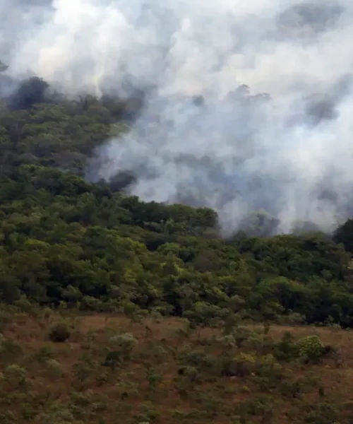 Emissões globais de carbono por incêndios atingem menor nível em 24 anos, aponta Copernicus