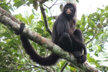 Estudo registra pela primeira vez vírus da hepatite B humana em primatas selvagens da Amazônia