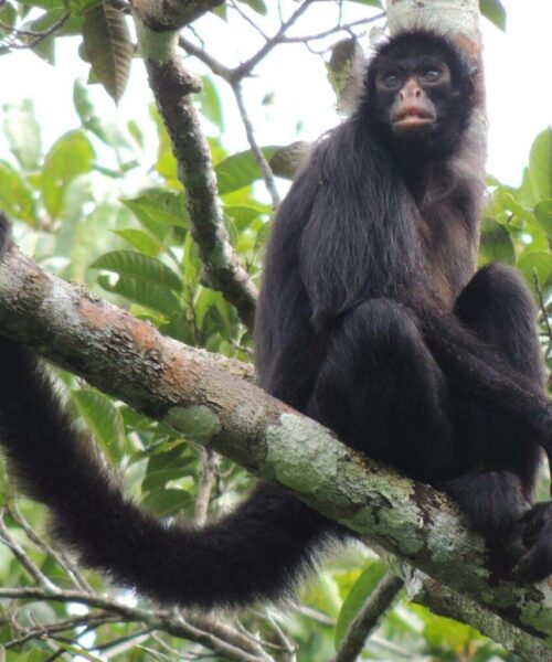 Estudo registra pela primeira vez vírus da hepatite B humana em primatas selvagens da Amazônia