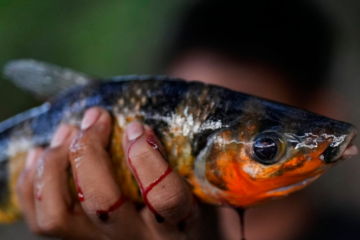 Microplásticos já afetam a respiração e a alimentação de peixes nos rios da Amazônia